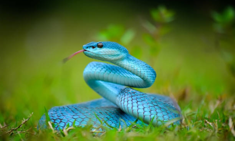 ল